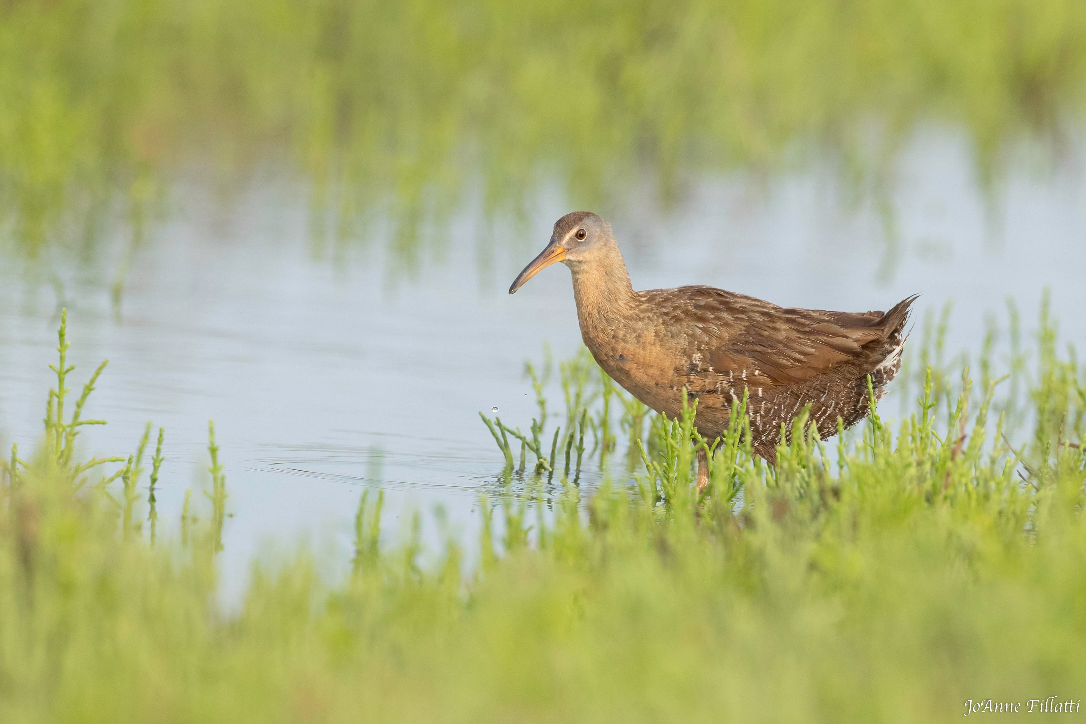 bird of Galveston Island image 20